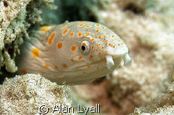 Sharptail eel - Bonaire - Canon EOS350D; EF-S 60mm; singl... by Alan Lyall 